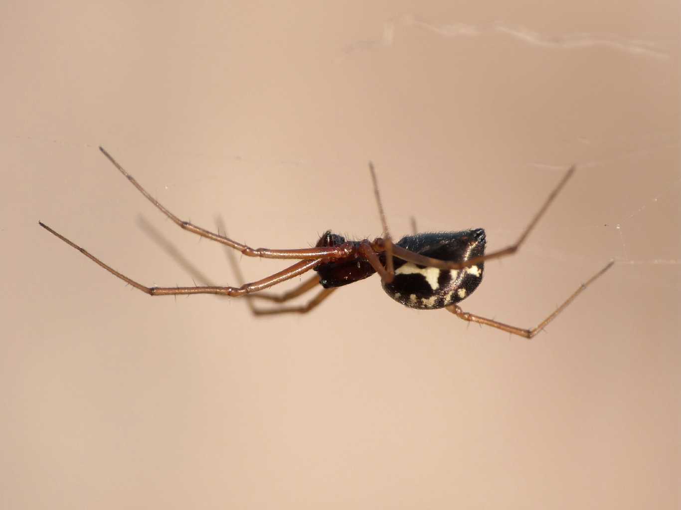 Linyphiidae molto colorato - Santa Teresa Gallura (OT)